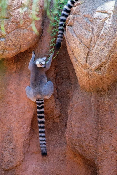 Fuengirola, Andaluzja/Hiszpania - 4 lipca: Ogoniasty lemury (Lemur — Zdjęcie stockowe