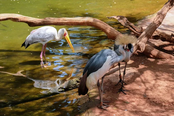 FUENGIROLA, ANDALUCIA/SPAIN - JULY 4 : Black Crowned Cranes and — Stock Photo, Image