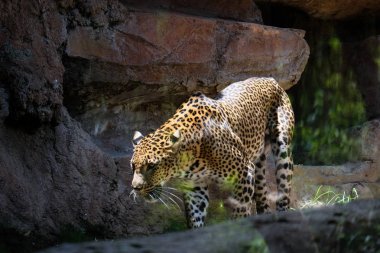 Fuengirola, Andalucia/İspanya - 4 Temmuz: B, sinsi sinsi leopar