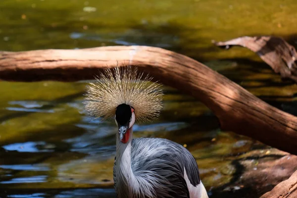 FUENGIROLA, ANDALUCIA/SPAIN - JULY 4 : Black Crowned Cranes at t — Stock Photo, Image