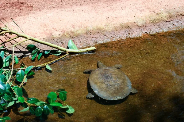 Fuengirola, Andalusien/Spanien - 4 juli: Sköldpadda i den Bioparc Fue — Stockfoto