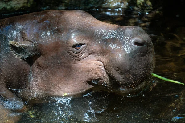 FUENGIROLA, ANDALUCIA / ESPANHA - JULHO 4: Hipopótamo pigmeu (Choer — Fotografia de Stock