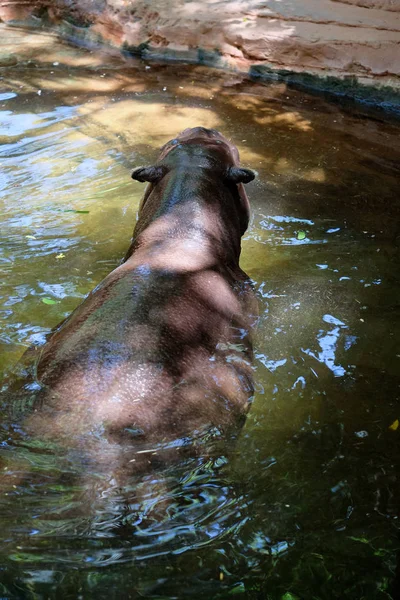 FUENGIROLA, ANDALUCIA / ESPAGNE - 4 JUILLET : Hippopotame pygmée (Choer — Photo