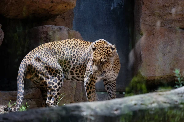 Fuengirola, andalucia / spanien - 4. juli: Leopard auf Streifzug im b — Stockfoto