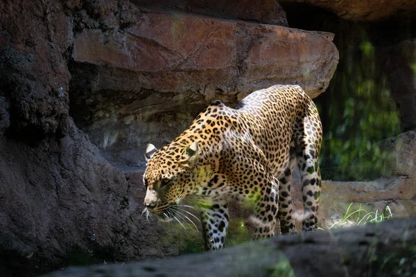Fuengirola, Andalucia/İspanya - 4 Temmuz: B, sinsi sinsi leopar