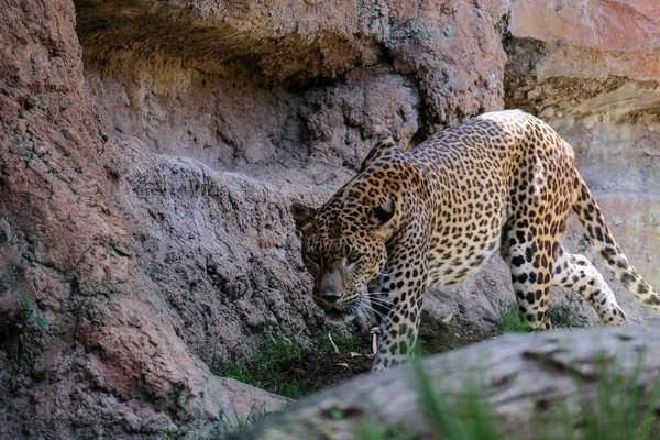 FUENGIROLA, ANDALUCIA / ESPANHA - JULHO 4: Leopardo Prowling in the B — Fotografia de Stock