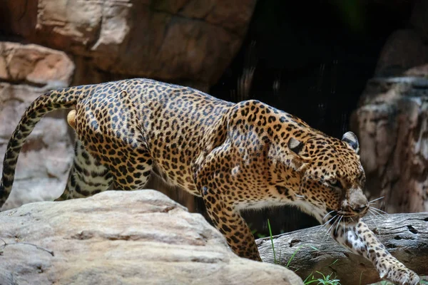 Fuengirola, Andalusië/Spanje - 4 juli: Leopard Prowling in de B — Stockfoto