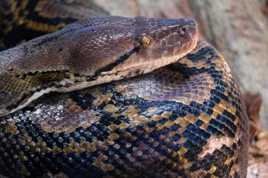 FUENGIROLA, ANDALUCIA/SPAIN - JULY 4 : Reticulated Python (Pytho clipart