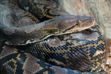 Fuengirola, Andalucia/İspanya - 4 Temmuz: Retiküle Python (Pytho