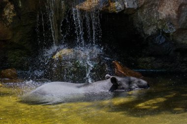 Fuengirola, Andalucia/İspanya - 4 Temmuz: Malaya tapiri (Tapirus içinde