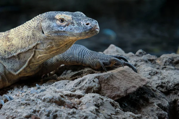 FUENGIROLA, ANDALUCIA/SPAIN - JULY 4 : Komodo Dragon (Varanus ko — Stock Photo, Image