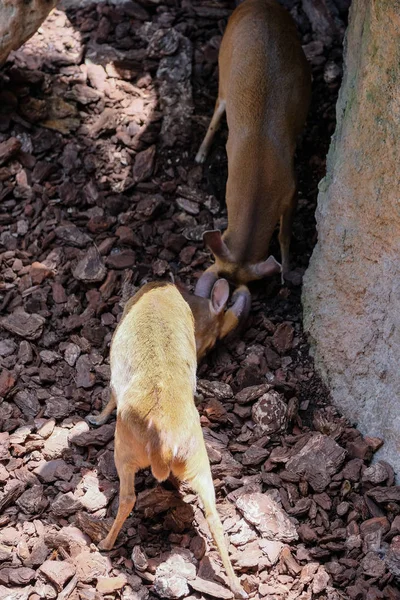 FUENGIROLA, ANDALUCIA / ESPAGNE - 4 JUILLET : Sitatunga Antelope Fighti — Photo