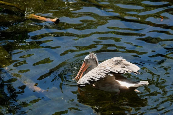 FUENGIROLA, ANDALUCIA / SPAIN - JULY 4: Spot-Billed Pelican (Pele — стоковое фото