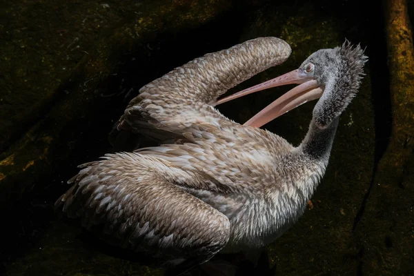 FUENGIROLA, ANDALUCIA / SPAGNA - LUGLIO 4: Pelican Spot-Billed (Pele — Foto Stock