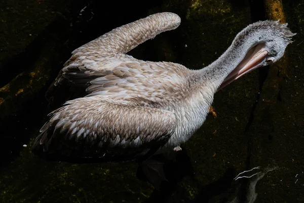 FUENGIROLA, ANDALUCIA / SPAGNA - LUGLIO 4: Pelican Spot-Billed (Pele — Foto Stock