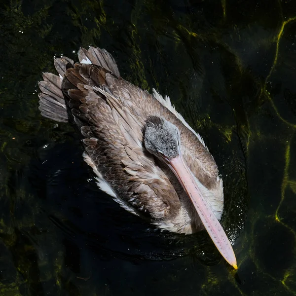 FUENGIROLA, ANDALUCIA / ESPANHA - JULHO 4: Pelicano de bico fino (Pele — Fotografia de Stock