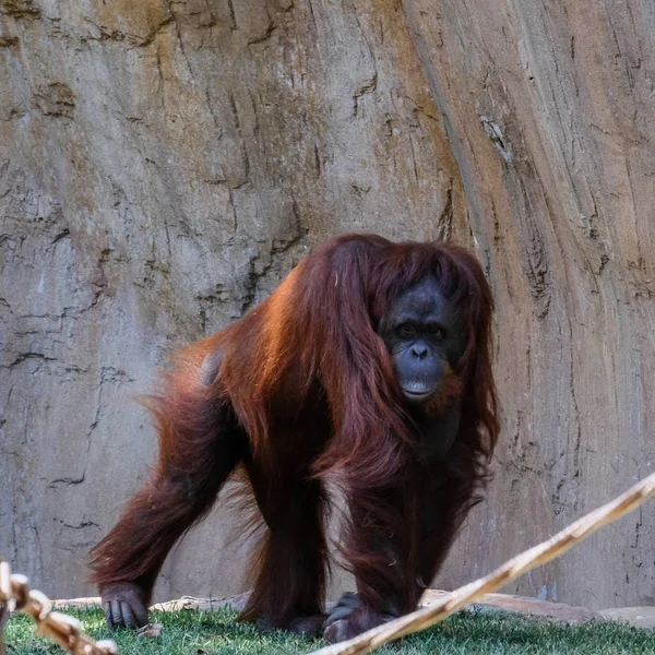 FUENGIROLA, ANDALUCIA/SPAIN - JULY 4 : Orangutan at the Bioparc — Stock Photo, Image