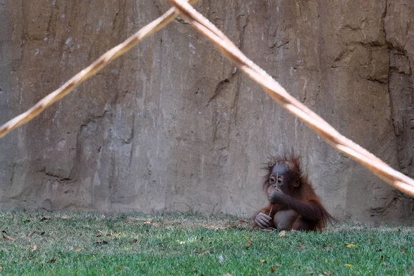 FUENGIROLA, ANDALUCIA / ESPAÑA - 4 DE JULIO: Bebé Orangután en el Bio —  Fotos de Stock