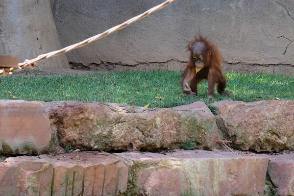 Fuengirola, Andalusien/Spanien - 4 juli: Baby orangutang på Bio — Stockfoto