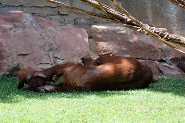 Fuengirola, Andalusien/Spanien - 4 juli: Mor och Baby orangutang — Stockfoto