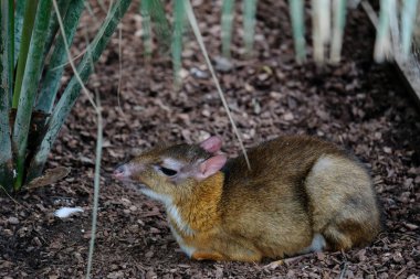 FUENGIROLA, ANDALUCIA/SPAIN - JULY 4 : Java Mouse Deer (Tragulus clipart