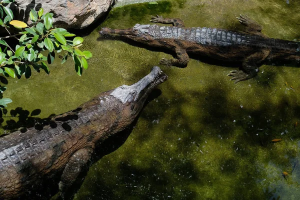 FUENGIROLA, ANDALUCIA / ESPAÑA 4 DE JULIO: Tomistoma (Tomistoma schl — Foto de Stock