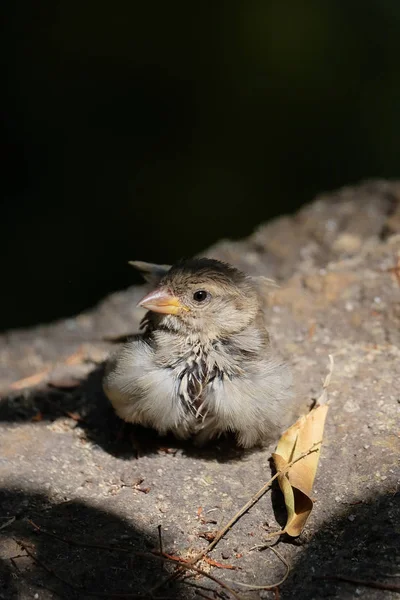 Pardal bebé (Passeridae) Descansando sobre uma rocha ao sol — Fotografia de Stock