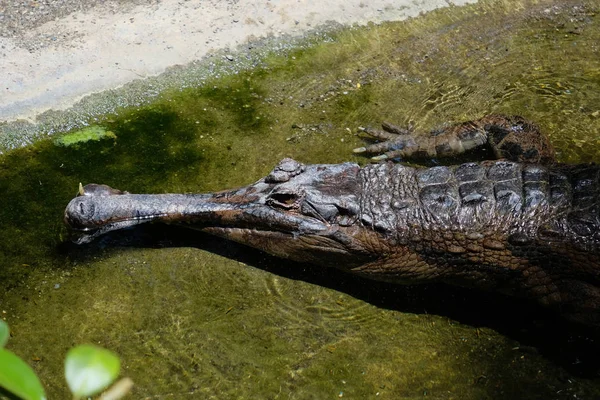 Fuengirola, Andaluzja/Hiszpania - 4 lipca: Tomistoma (Tomistoma schl — Zdjęcie stockowe