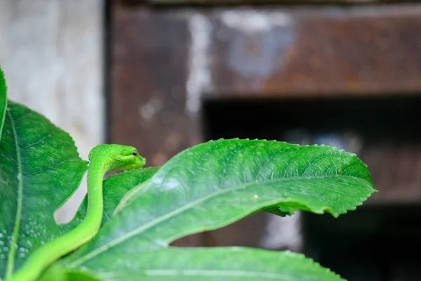 FUENGIROLA, ANDALUCIA / SPAGNA - 4 LUGLIO: Mamba verde (Dendroaspis — Foto Stock