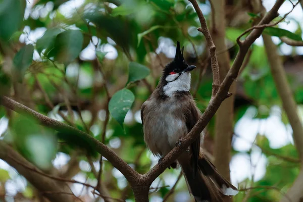 FUENGIROLA, ANDALUCIA / SPAGNA - LUGLIO 4: Bulbul dai baffi rossi (Pyc — Foto Stock