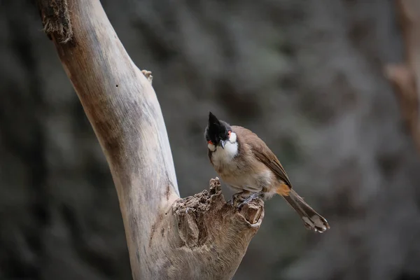 Fuengirola, Andalusie/Španělsko - 4. července: Červená vousatý Bulbul (Pyc — Stock fotografie