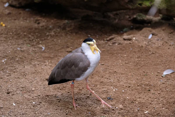 FUENGIROLA, ANDALUCIA / ESPAÑA - 4 DE JULIO: Lapwing enmascarado (Vanellus — Foto de Stock