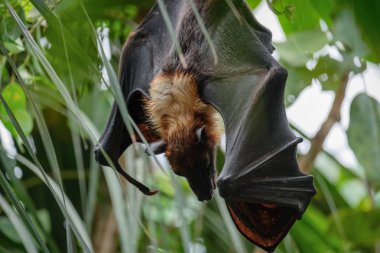 Fuengirola, Andalucia/İspanya - 4 Temmuz: uçan tilki (Pteropus yarasa)