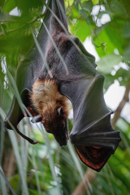 Fuengirola, Andalucia/İspanya - 4 Temmuz: uçan tilki (Pteropus yarasa)