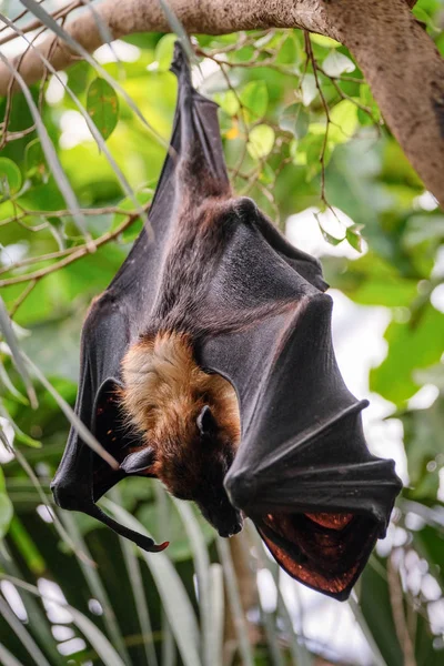 FUENGIROLA, ANDALUCIA / ESPAGNE - 4 JUILLET : Chauve-souris renard volante (Pteropus ) — Photo