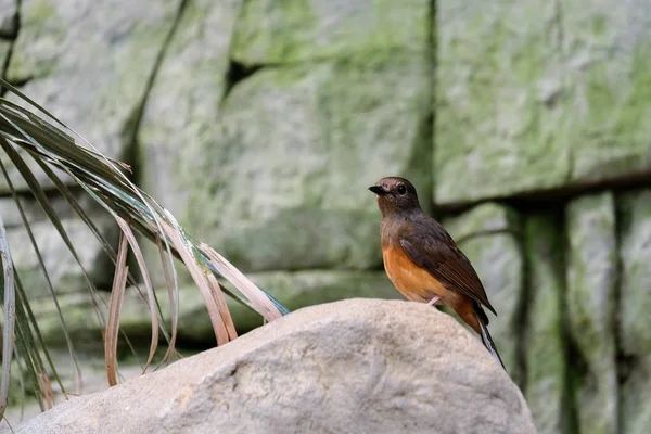 Fuengirola, Andalusien/Spanien - 4 juli: Vit-rumped Shama (Copsy — Stockfoto