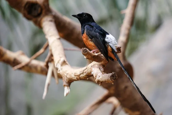 Fuengirola, Andaluzja/Hiszpania - 4 lipca: Biało rumped Shama (gliniarze — Zdjęcie stockowe