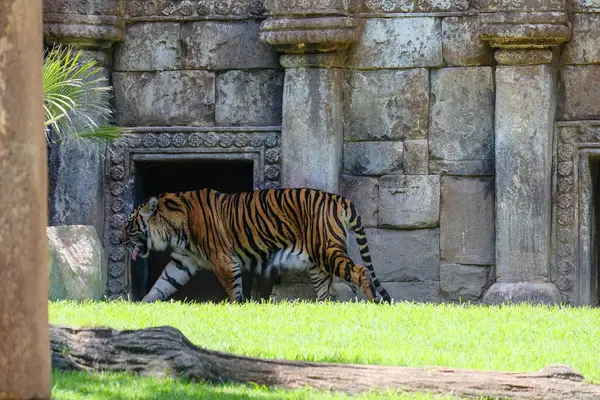 Fuengirola, Andalúzia, Spanyolország - július 4: Szumátrai tigris, a Bio — Stock Fotó
