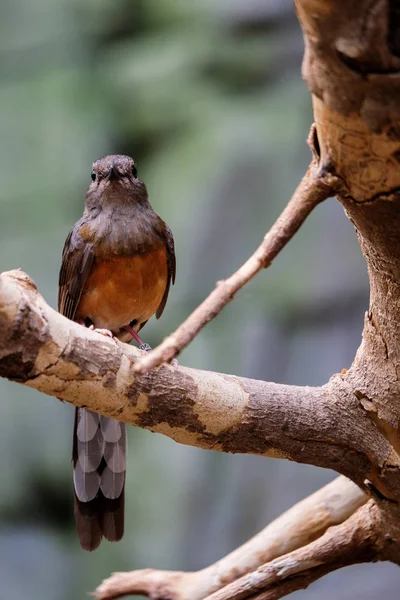 Fuengirola, Andalusien/Spanien - 4 juli: Vit-rumped Shama (Copsy — Stockfoto