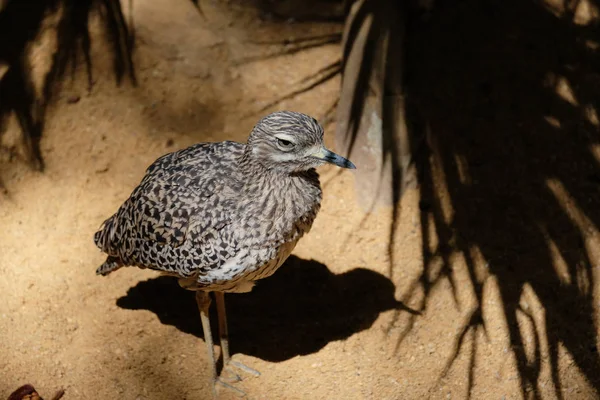 FUENGIROLA, ANDALUCIA / SPAIN - JULY 4: Spotted Thick-knee (Burhi — стоковое фото