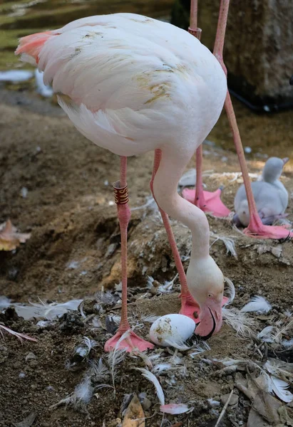 FUENGIROLA, ANDALUCIA/SPAIN - JULY 4 : Greater Flamingos (Phoeni — Stock Photo, Image