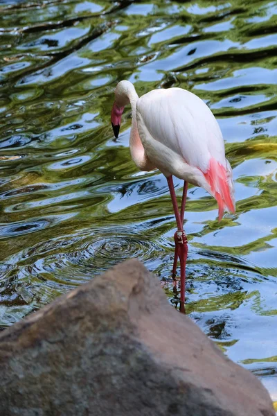 FUENGIROLA, ANDALUCIA/SPAIN - JULY 4 : Greater Flamingos (Phoeni — Stock Photo, Image