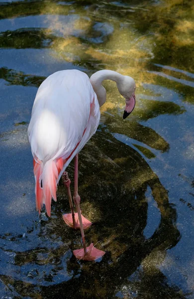 FUENGIROLA, ANDALUCIA/SPAIN - JULY 4 : Greater Flamingos (Phoeni — Stock Photo, Image