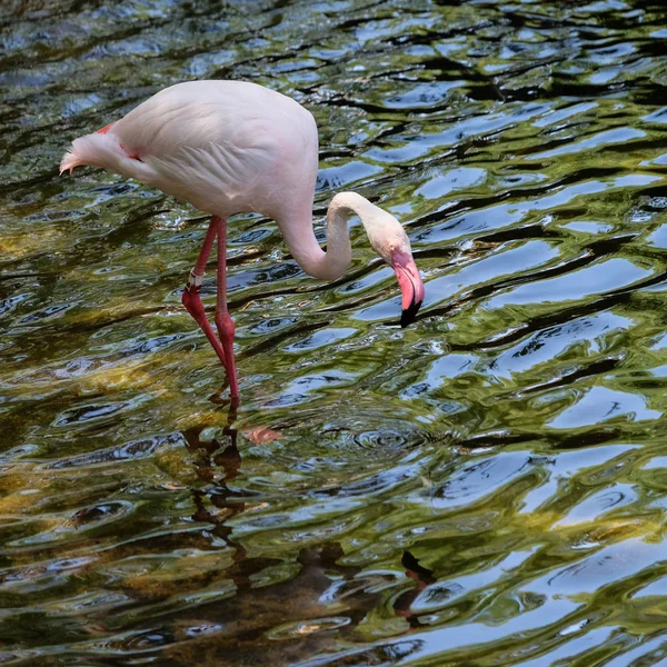 FUENGIROLA, ANDALUCIA/SPAIN - JULY 4 : Greater Flamingos (Phoeni — Stock Photo, Image