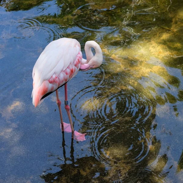 FUENGIROLA, ANDALUCIA / SPAIN - JULY 4: Greater Flamingos (Phoeni — стоковое фото