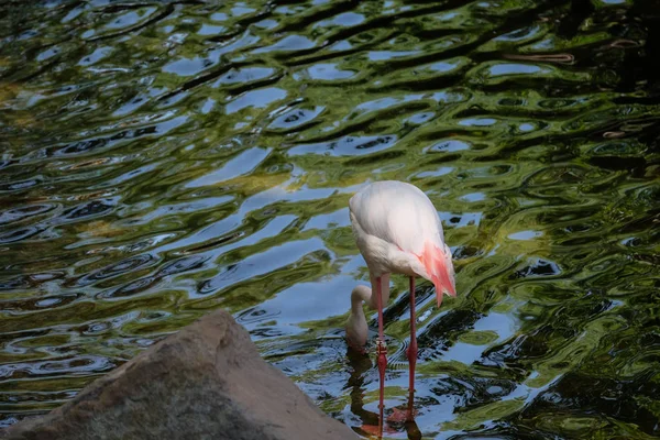 FUENGIROLA, ANDALUCIA / ESPANHA - JULHO 4: Flamingos Maiores (Phoeni — Fotografia de Stock