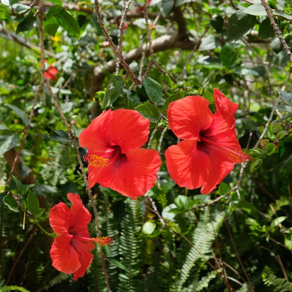 Close-up de uma flor de hibisco vermelho brilhante em Espanha — Fotografia de Stock