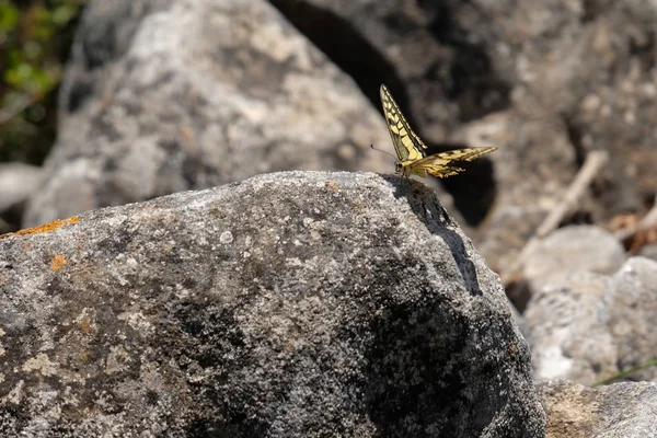 Swallowtail Butterfly at Mount Calamorro near Benalmadena Spagna — Foto Stock