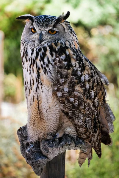 Benalmadena, Andalusie/Španělsko - 7. července: Výr velký (Bubo — Stock fotografie