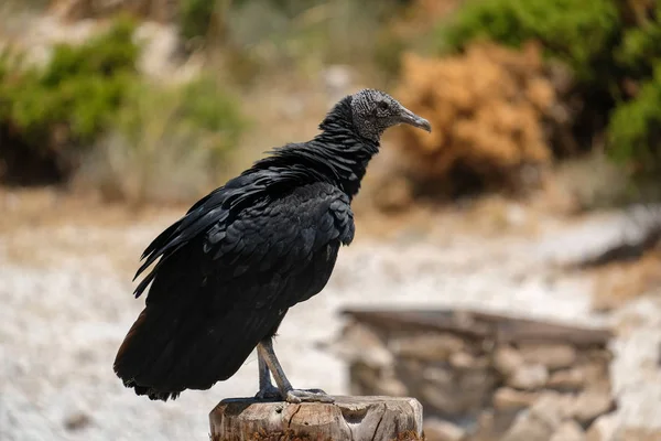 BENALMADENA, ANDALUCIA/SPAIN - JULY 7 : Juvenile Andean Condor ( — Stock Photo, Image